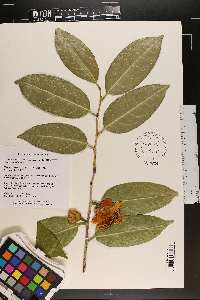 Camellia petelotii image