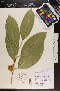 Camellia petelotii image