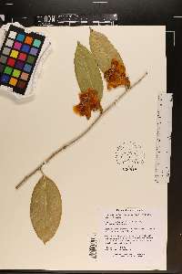 Camellia petelotii image