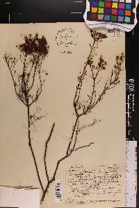 Kalmia buxifolia image