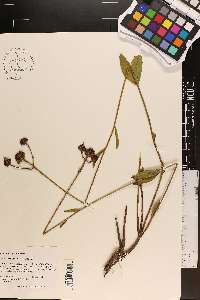 Verbesina chapmanii image
