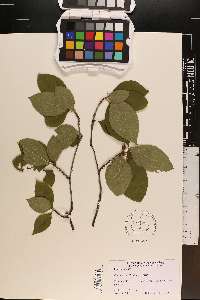 Ilex ambigua image