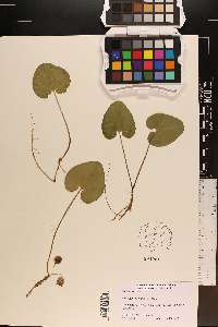 Hexastylis virginica image