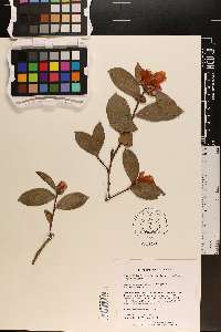 Camellia saluenensis image