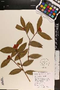 Camellia saluenensis image