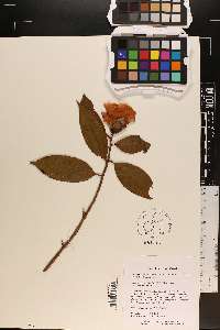 Camellia saluenensis image
