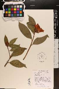 Camellia reticulata image