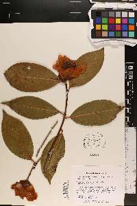 Camellia reticulata image