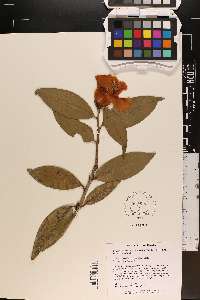 Camellia reticulata image