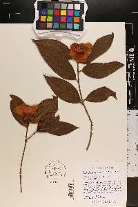 Camellia reticulata image