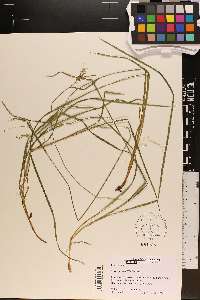 Carex prasina image