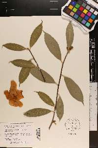 Camellia pitardii image