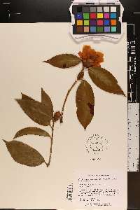 Camellia reticulata image