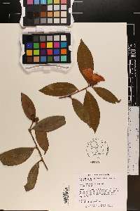 Camellia reticulata image