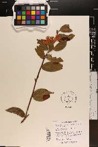 Camellia saluenensis image