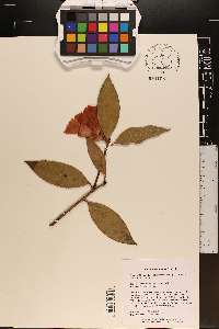 Camellia reticulata image