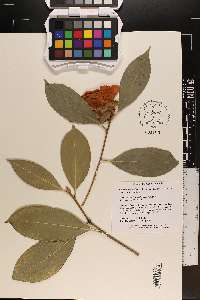 Camellia semiserrata image