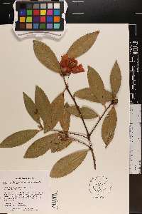Camellia reticulata image