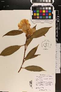 Camellia pitardii image