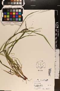 Carex baileyi image