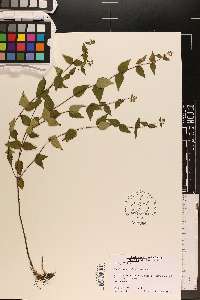 Cunila origanoides image