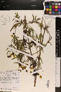 Bidens aristosa image