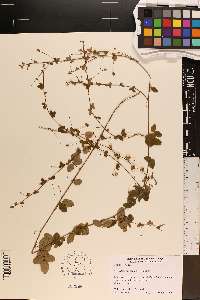 Lespedeza procumbens image