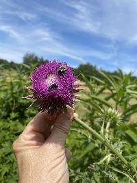 Carduus nutans image