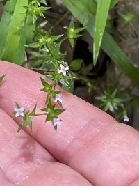 Sherardia arvensis image