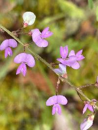 Desmodium ciliare image