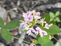 Lespedeza violacea image