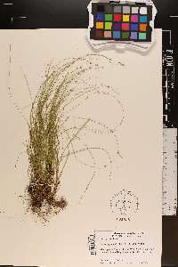 Carex appalachica image