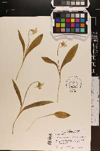 Erythronium americanum subsp. americanum image