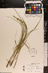 Carex stipata var. stipata image