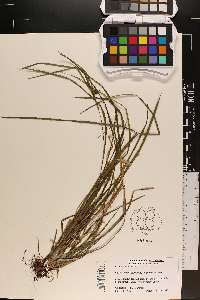 Carex intumescens var. intumescens image