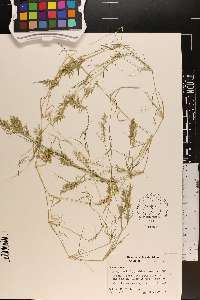 Eragrostis hypnoides image