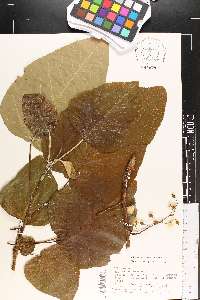 Populus heterophylla image