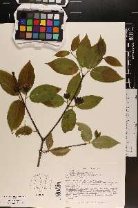 Calycanthus floridus image