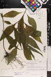 Eutrochium purpureum image