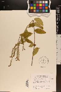 Scutellaria incana image