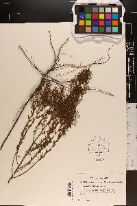 Lechea cernua image