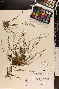 Myosotis discolor image