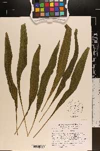 Echinacea simulata image