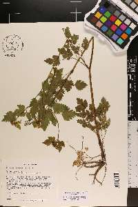 Thaspium barbinode image