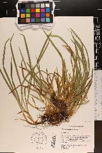 Carex abscondita image