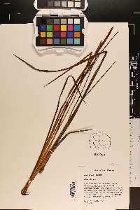 Xyris stricta image