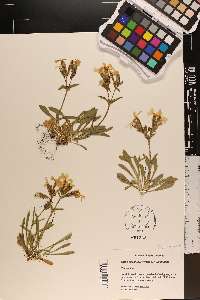 Silene caroliniana subsp. caroliniana image