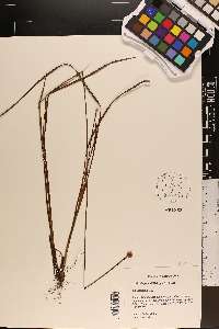 Xyris chapmanii image