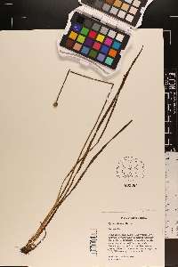 Xyris scabrifolia image