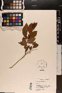 Lyonia mariana image